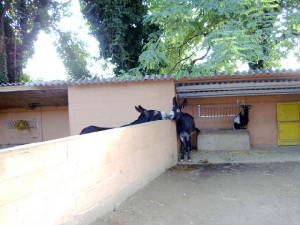 zoobarcelona020.jpg